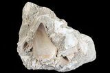Mosasaur (Prognathodon) Tooth In Rock #70477-1